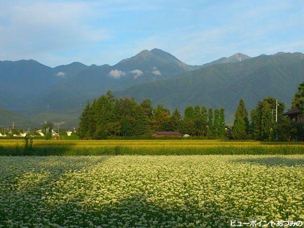 屋敷林と常念岳