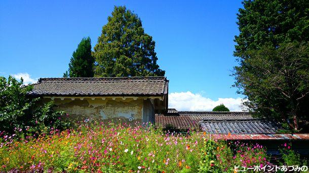 秋桜と農家の古い家