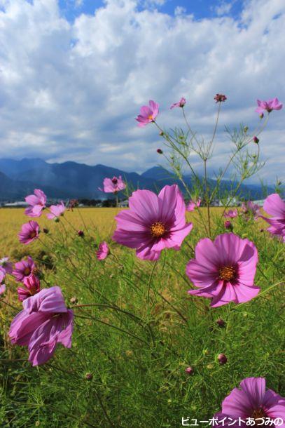 晩夏のコスモス 安曇野の風景写真 ビューポイントあづみの