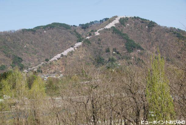 光城山の昇り桜