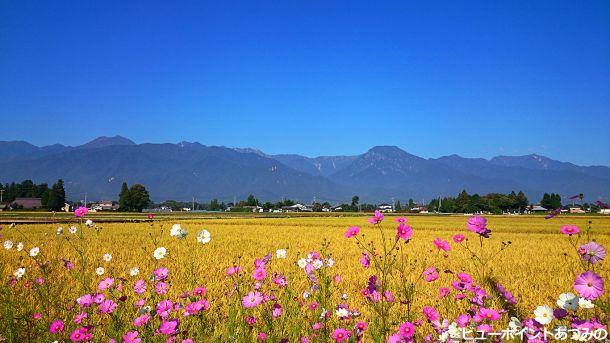 コスモス咲く田園風景