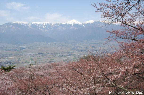 桜咲く光城山