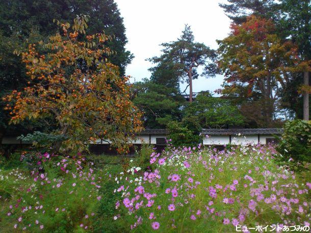 屋敷林の秋