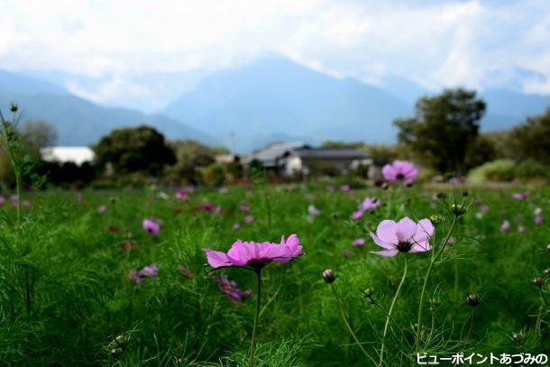 コスモス畑 安曇野の風景写真 ビューポイントあづみの