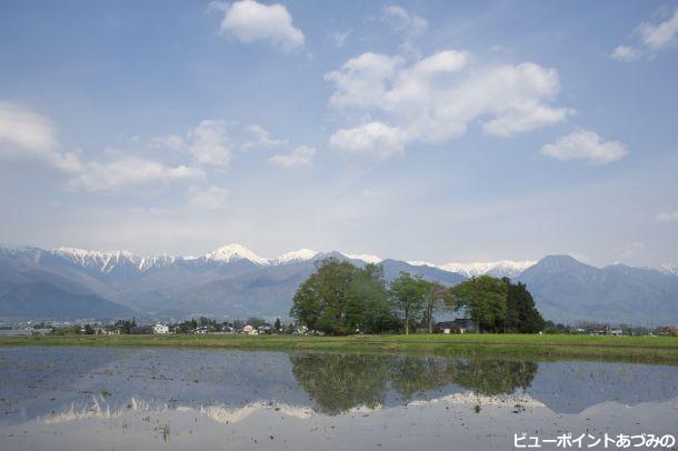 春のあづみ野