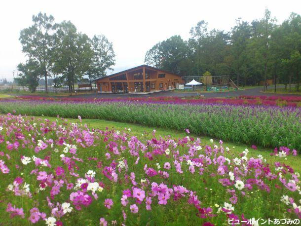 国営公園の秋桜