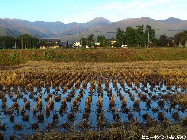 秋の水田と常念岳