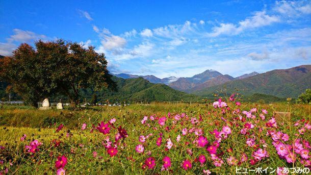 常念岳と道祖神と秋桜