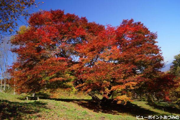 大峰高原新カエデ