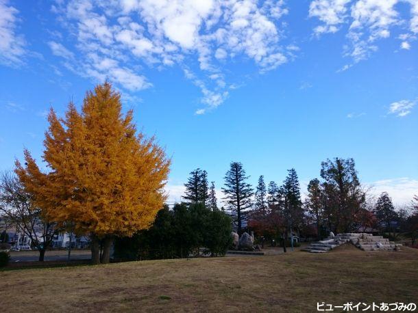 三枚橋公園の大銀杏