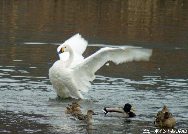 白鳥の湖