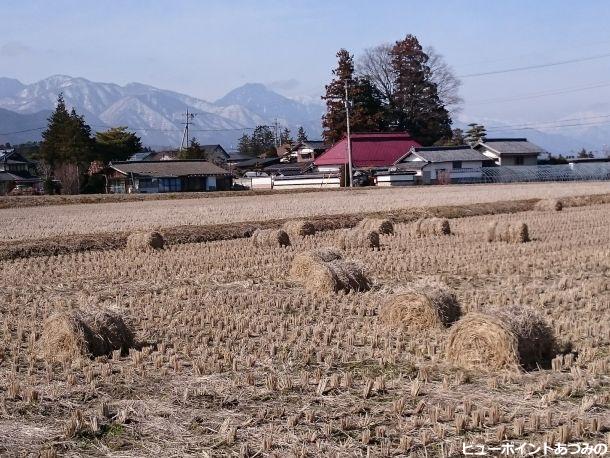 藁ロールと屋敷林