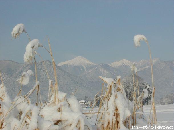 雪をかぶったススキと