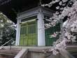 一乗寺の桜
