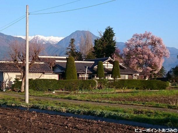 屋敷林の春