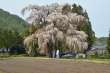 北小倉の枝垂桜