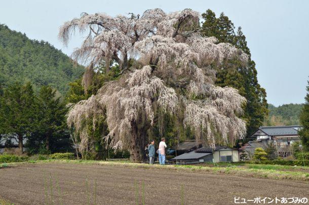 北小倉の枝垂桜