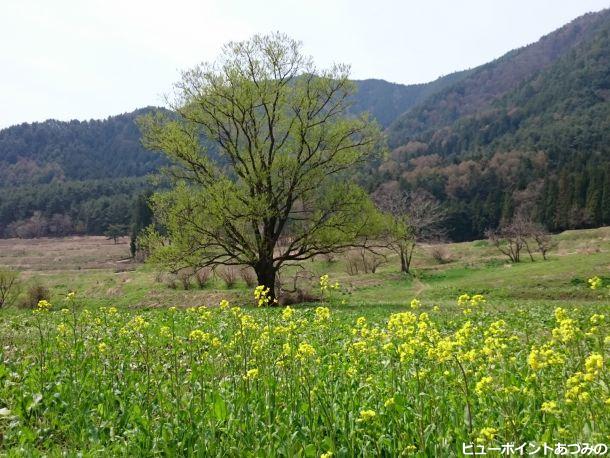 里山の春