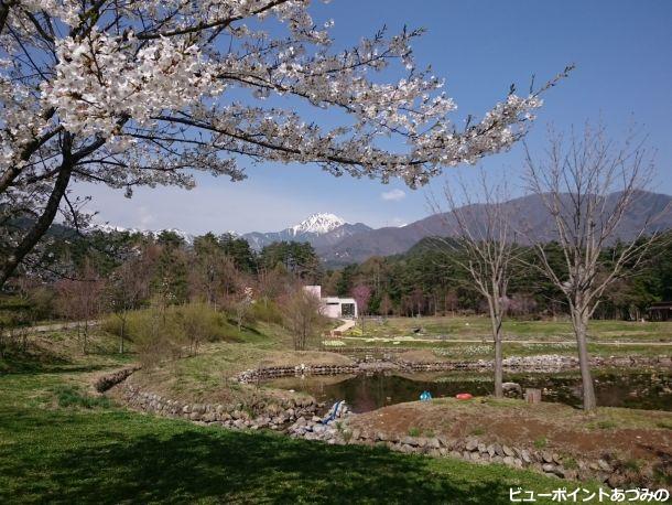 桜と常念岳