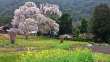 北小倉の枝垂桜