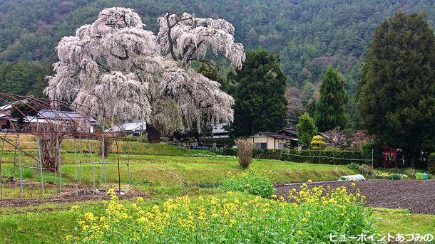 北小倉の枝垂桜