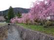 田多井の桜