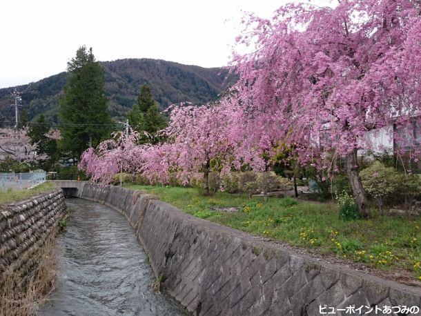 田多井の桜