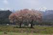 桜満開の常念道祖神