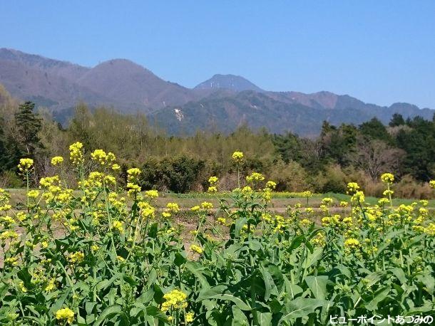 菜の花と有明山