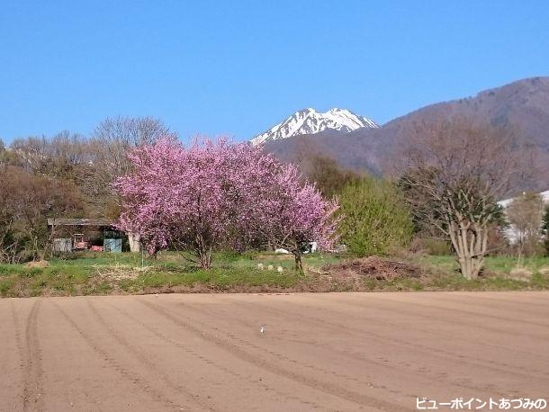 桃と常念岳