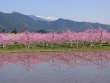 桃の花と北アルプス