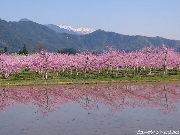 桃の花と北アルプス