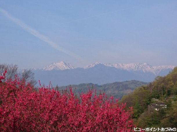 ハナモモと常念岳