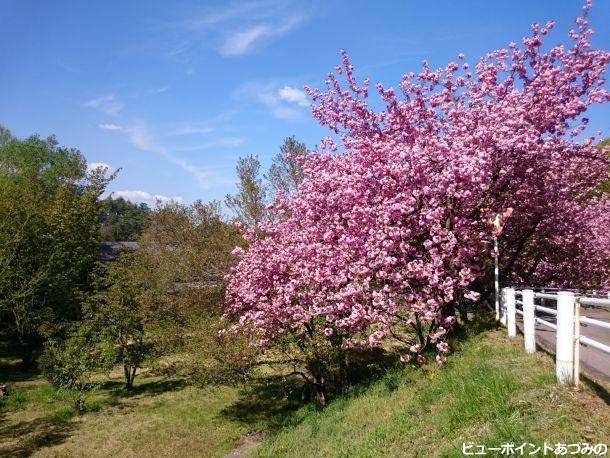 ワイナリーの八重桜