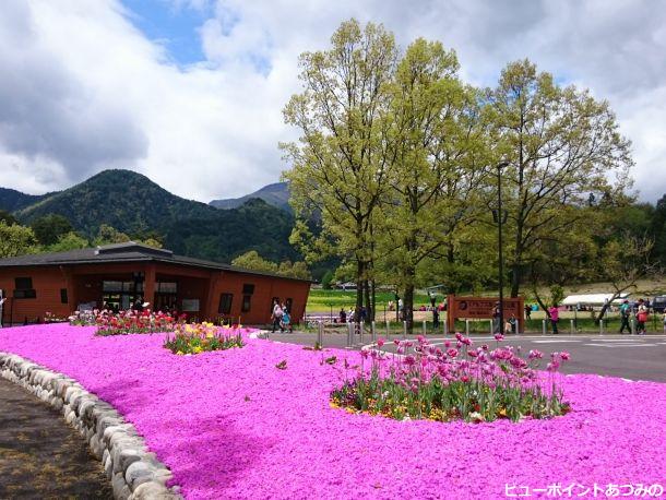 芝桜のエントランス