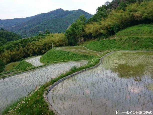 清水の棚田