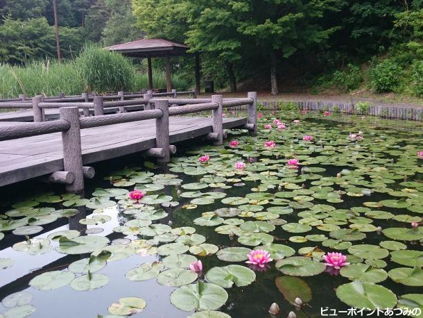 室山池の睡蓮