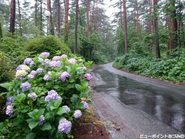 雨に濡れる紫陽花