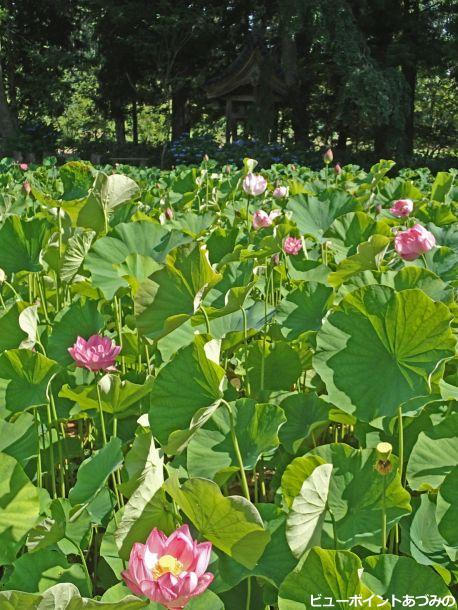 青原寺の大賀ハス