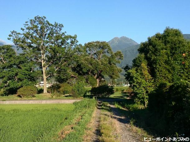 柳の大木と常念岳