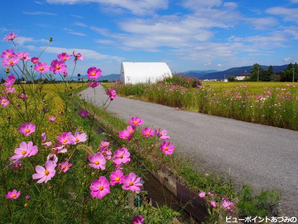 コスモスの道15 安曇野の風景写真 ビューポイントあづみの