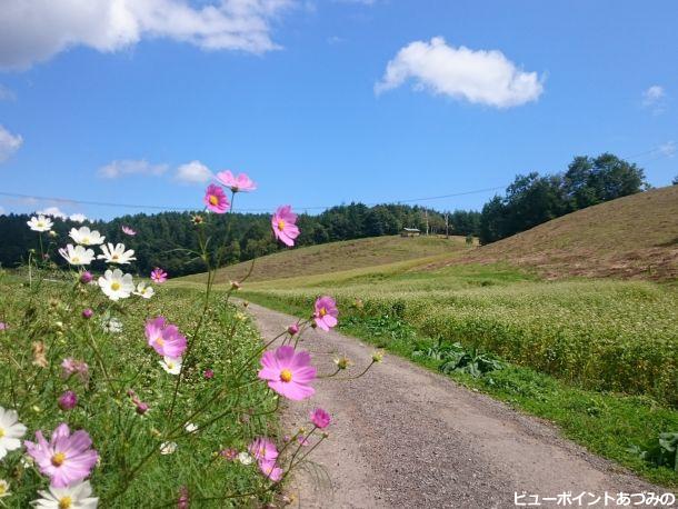 蕎麦と秋桜