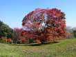 大カエデの紅葉