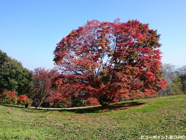 大カエデの紅葉