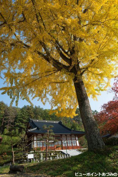 長福寺の大イチョウ