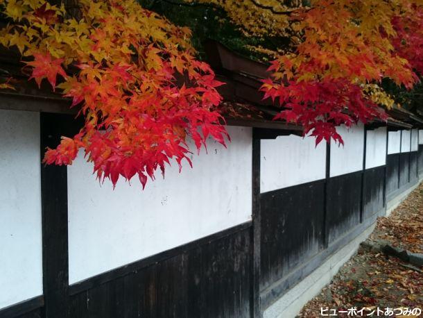 板塀を彩る紅葉