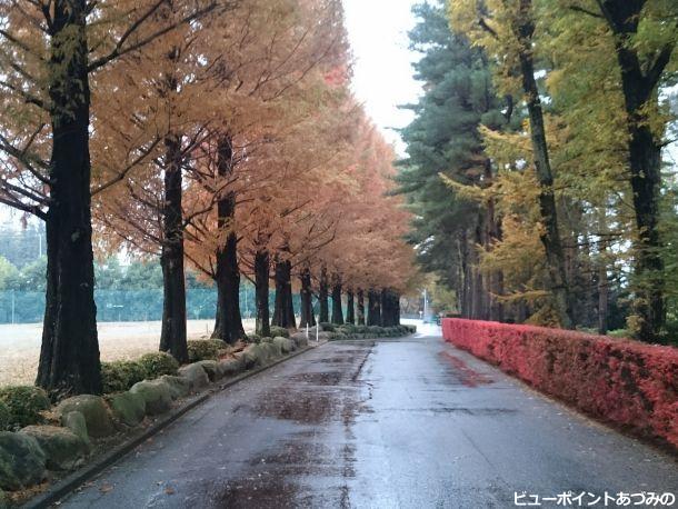 雨に濡れる並木道