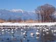 氷上の白鳥と餓鬼岳