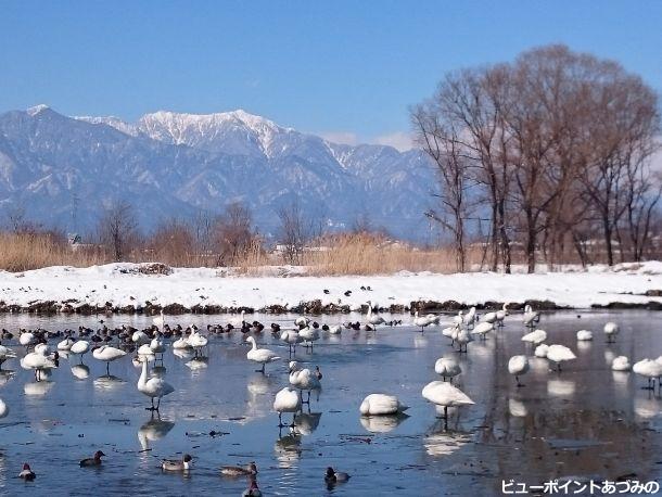 氷上の白鳥と餓鬼岳