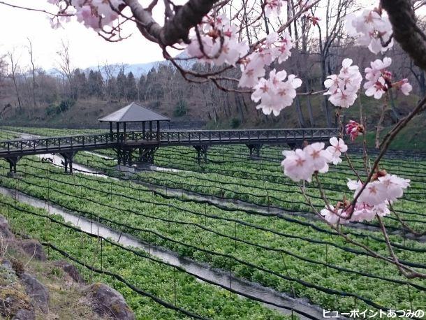 わさび田と桜